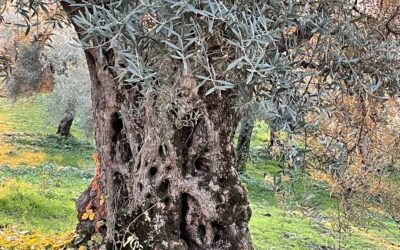 XX Concorso L’Olio delle Colline: Celebriamo gli Olivi Spettacolari